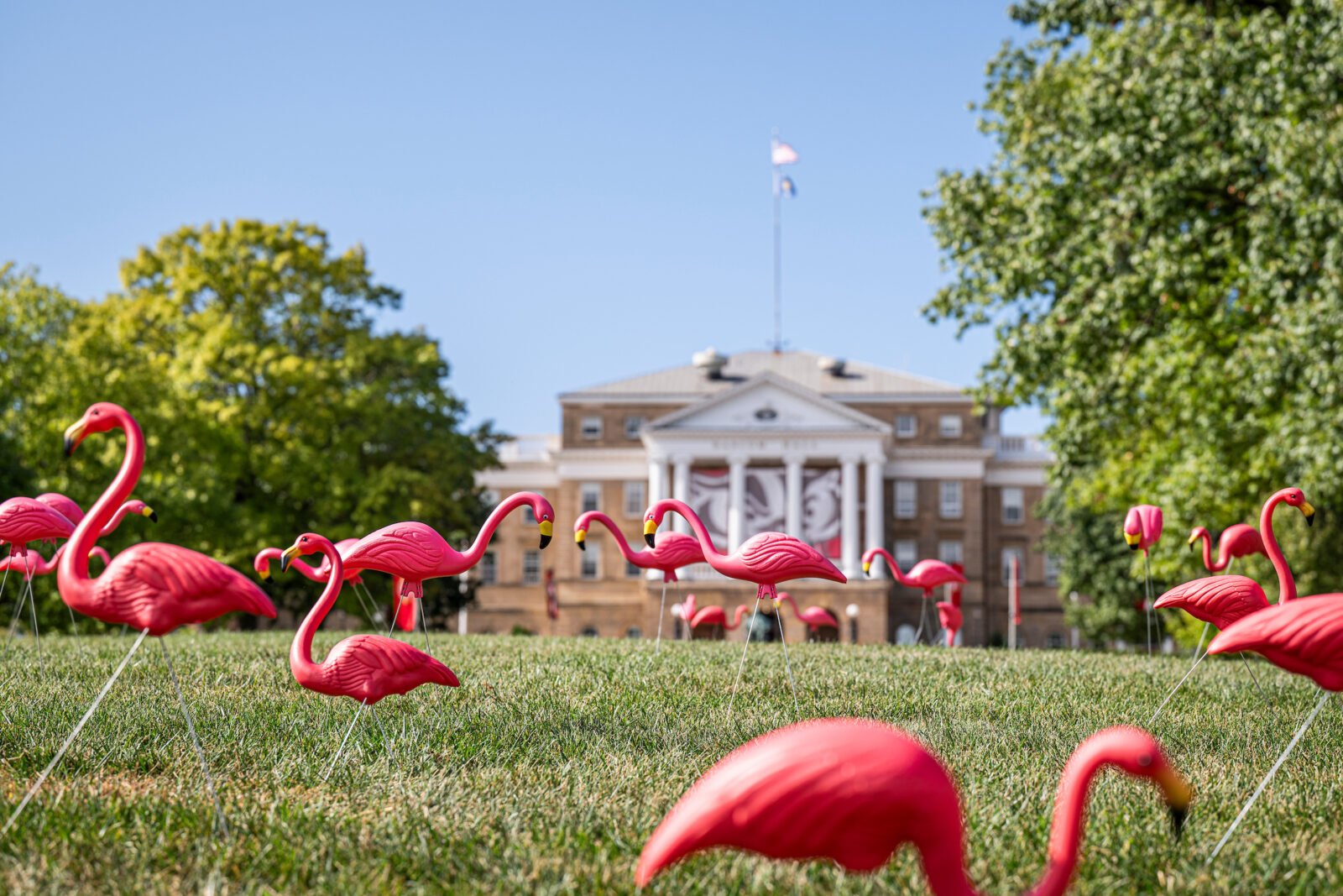 Fill the Hill flamingos on Bascom Hill